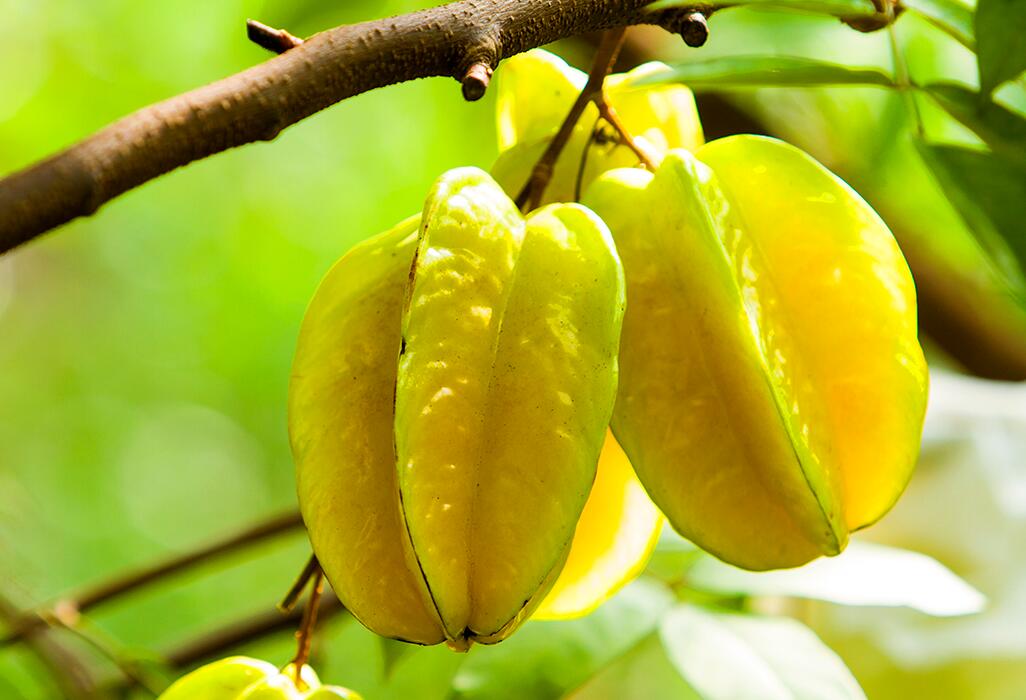 杨桃怎么煮好吃,杨桃汤的做法窍门