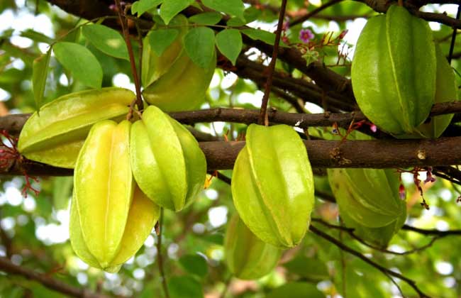 杨桃树要修剪叶子吗,杨桃树怎么剪枝