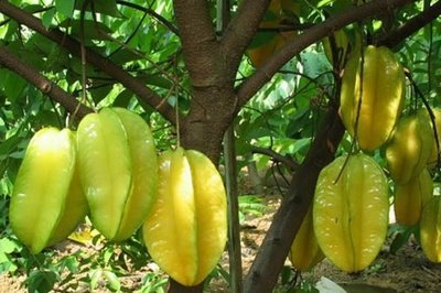 杨桃树是几月结果,杨桃树结果苦涩怎么办