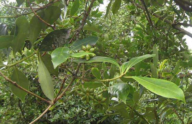 怎么区分花椒和大料,大料是怎么生长的