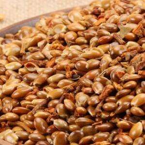 八角种子什么时候种,八角种子怎么发芽