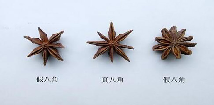 八角茴香的真伪鉴别,假八角的样子