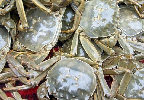 黄河口大闸蟹多少钱一斤,黄河口大闸蟹怎么做好吃