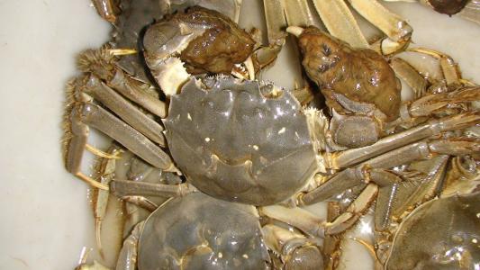 黄河口大闸蟹又称什么,黄河口大闸蟹特点