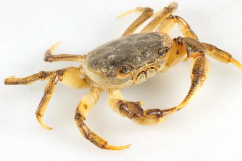 梁子湖大闸蟹怎么样,梁子湖大闸蟹养殖基地