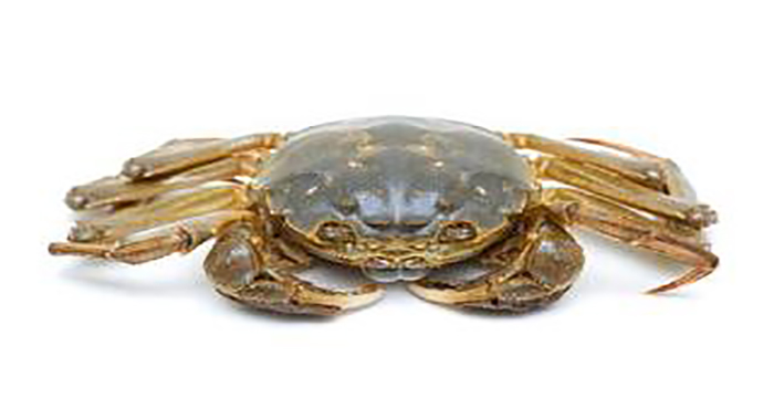 阳澄湖大闸蟹批发市场地址,阳澄湖大闸蟹批发哪个市场便宜