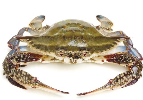 梭子蟹有蟹黄吗,哪种螃蟹的蟹黄最多