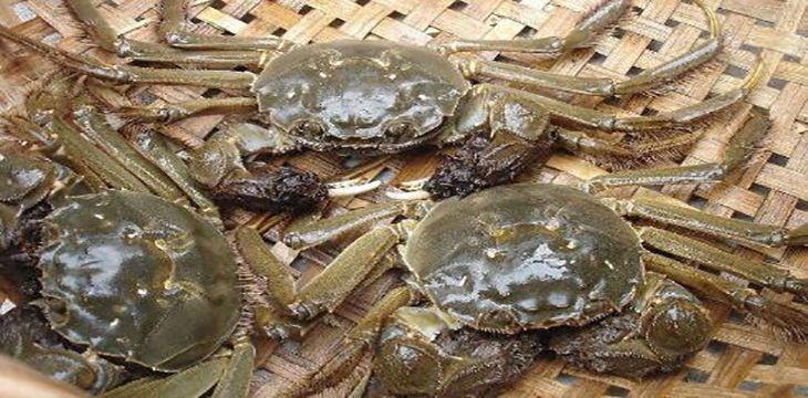 大闸蟹9月还是10月,民间农历九月吃什么蟹