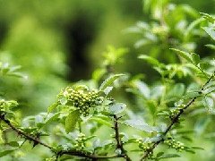 新鲜藤椒能做什么菜,藤椒炒菜什么时候放