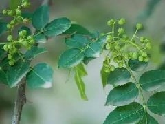 藤椒有几个品种,藤椒是麻还是辣