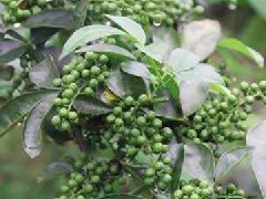 藤椒一般用在什么菜,藤椒炒菜什么时候放