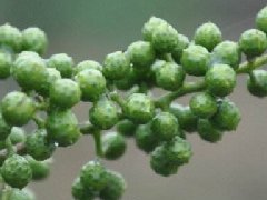 藤椒可以代替花椒吗,藤椒树和青花椒一样吗