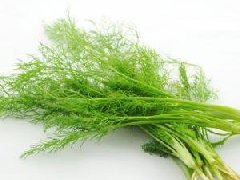 茴香菜可以晒干吗,茴香为什么晚上不能吃