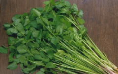 山东芹菜的主要产地在哪,芹菜基地哪里最便宜
