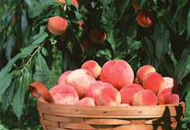 蟠桃的功效与作用,蟠桃的营养价值