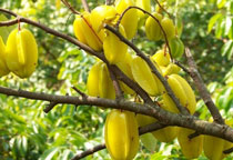 杨桃的功效与作用,杨桃的营养价值