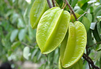 孕妇可以吃杨桃吗,吃杨桃有什么好处