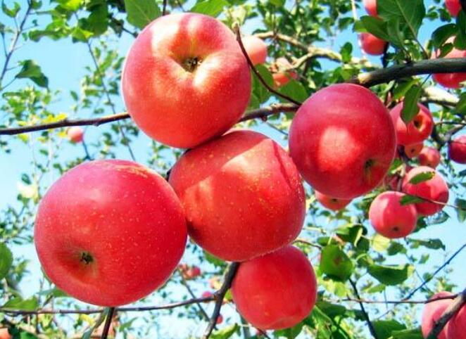 苹果图片,苹果开花图片,苹果什么时候吃最好