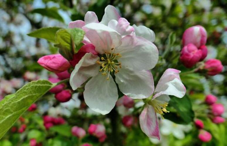 苹果图片,苹果开花图片,苹果什么时候吃最好