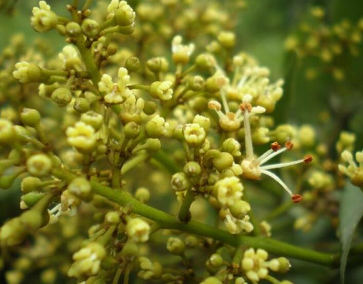 荔枝图片,荔枝干图片,荔枝吃多了会上火吗