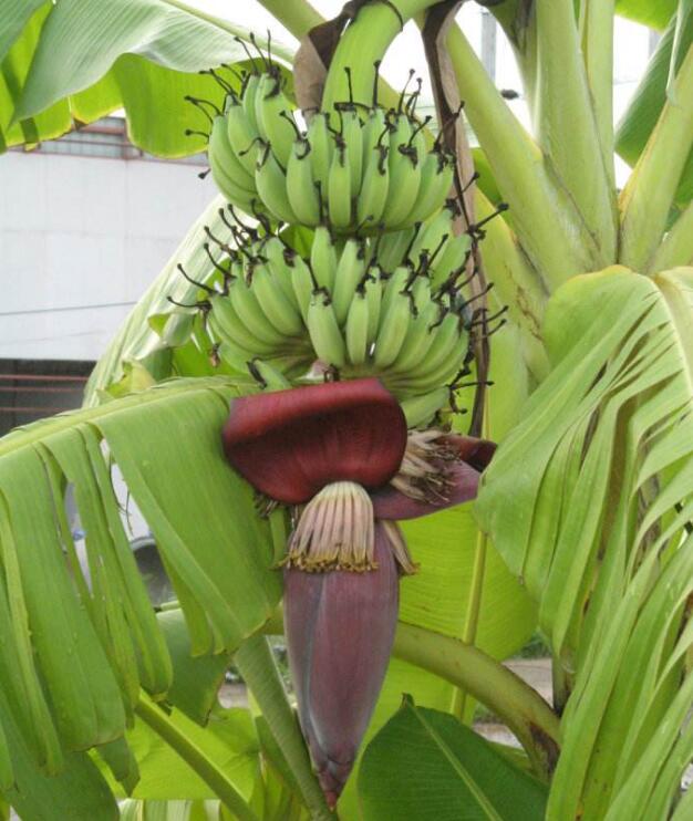 香蕉图片,香蕉简笔画图片,香蕉卡通图片