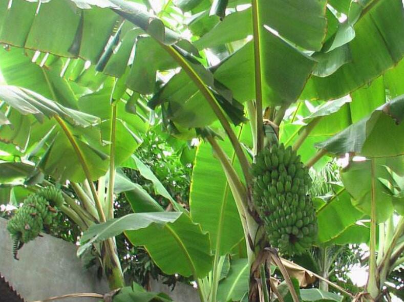 香蕉图片,香蕉简笔画图片,香蕉卡通图片