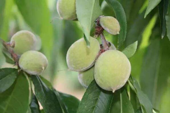 水蜜桃图片,水蜜桃树图片,水蜜桃干图片