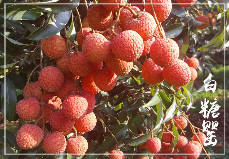 妃子笑白糖荔枝图片,南山糯米糍荔枝图片