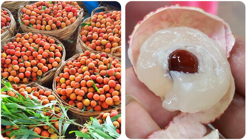 妃子笑白糖荔枝图片,南山糯米糍荔枝图片