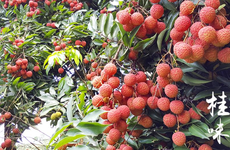 妃子笑白糖荔枝图片,南山糯米糍荔枝图片