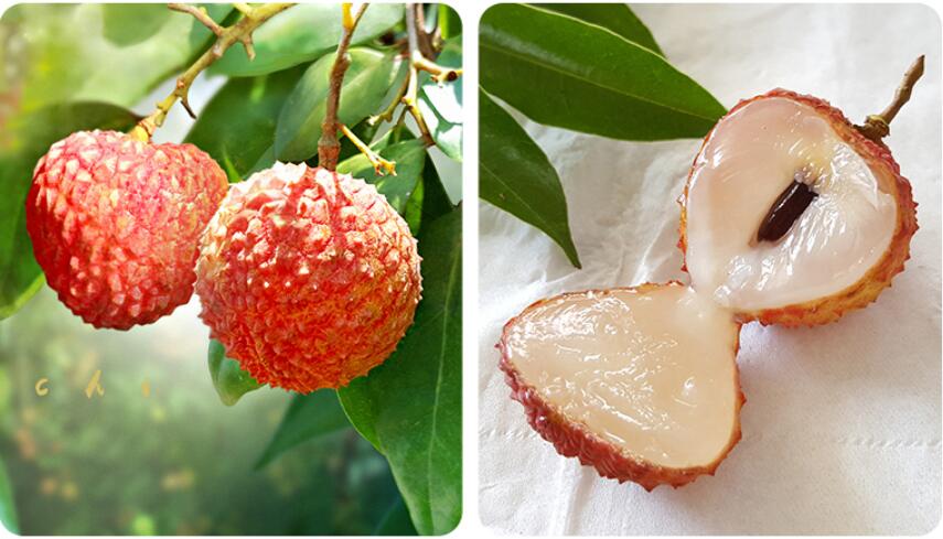 妃子笑白糖荔枝图片,南山糯米糍荔枝图片