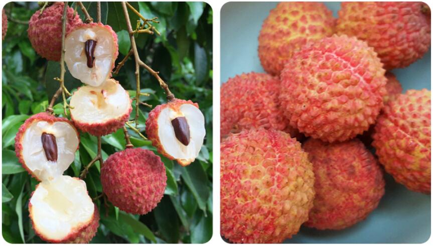 妃子笑白糖荔枝图片,南山糯米糍荔枝图片