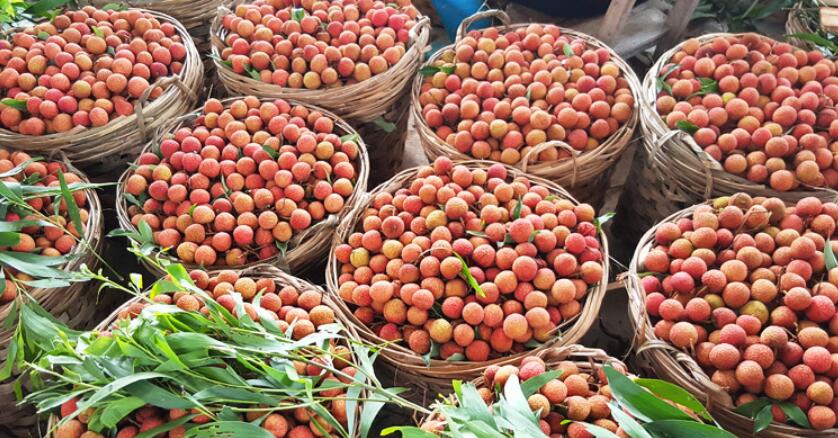 妃子笑白糖荔枝图片,南山糯米糍荔枝图片