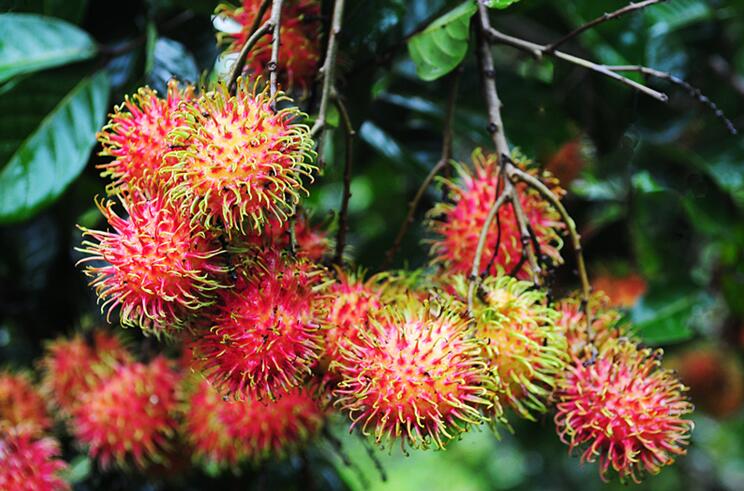 红毛丹长什么样,红毛丹图片详解