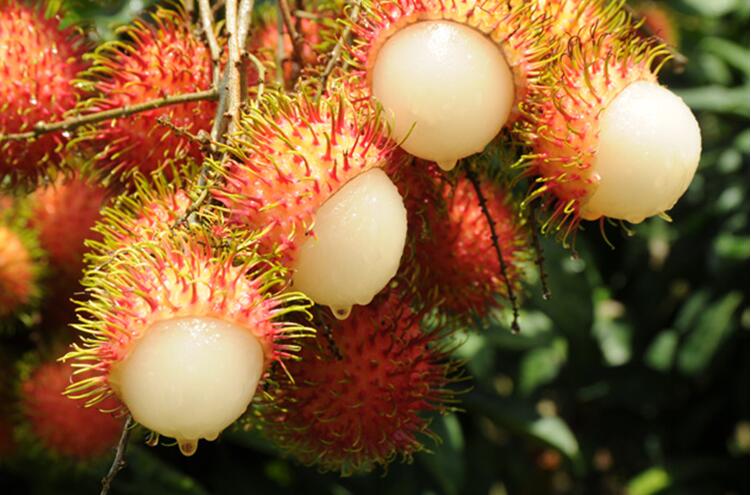 红毛丹长什么样,红毛丹图片详解