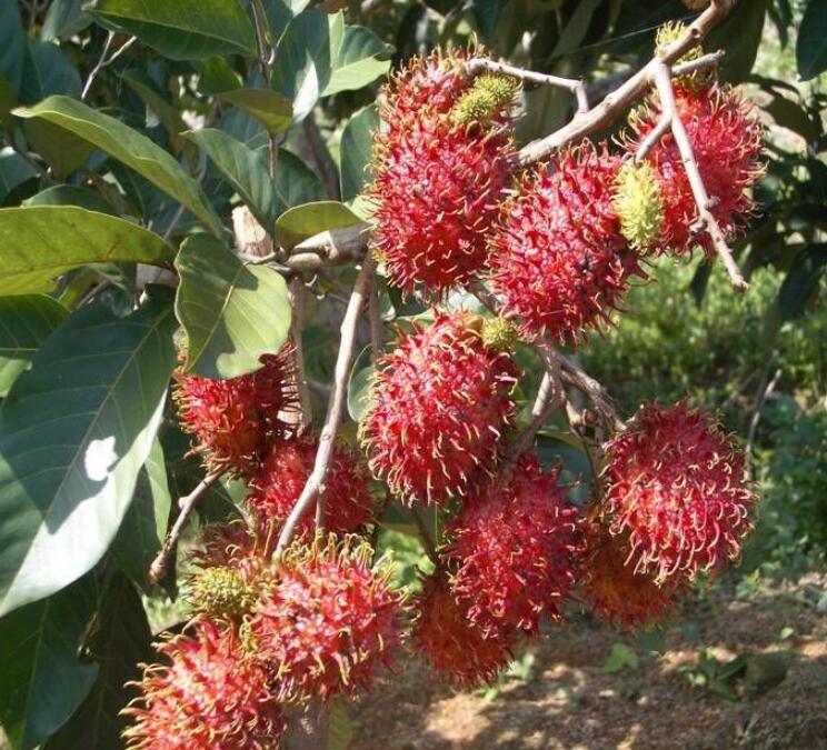 红毛丹长什么样,红毛丹图片详解