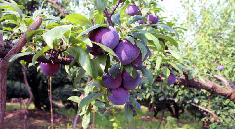 水果黑布林图片大全大图,黑布林长什么样