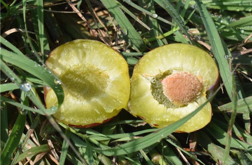 脆红黑布林李子图片,青色酸甜黑布林李子