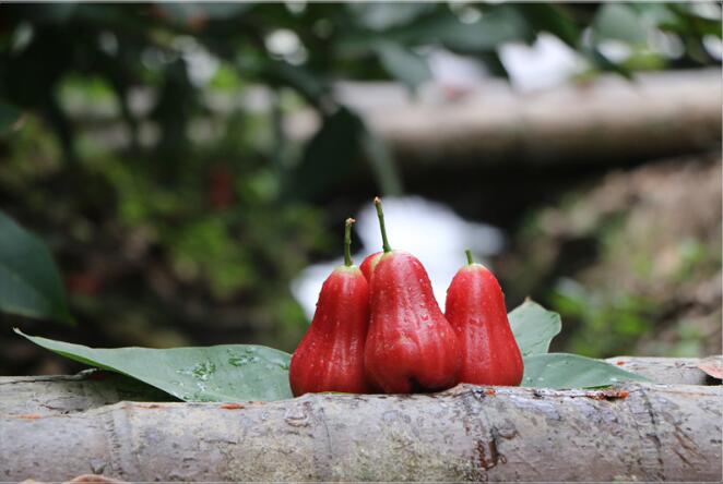 海南黑金刚莲雾图片,非常好吃的莲雾图片