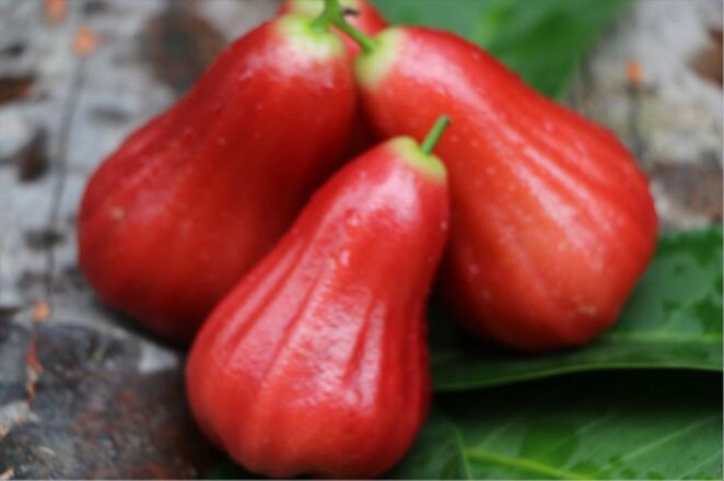 海南黑金刚莲雾图片,非常好吃的莲雾图片