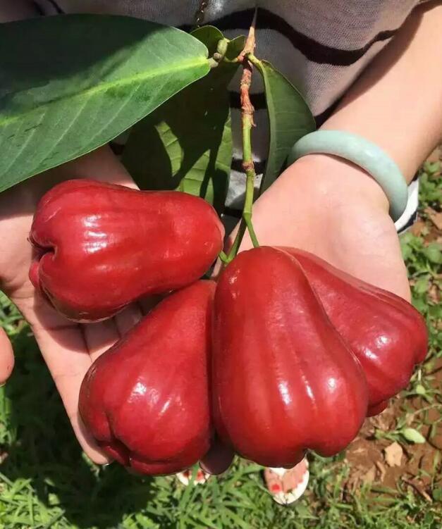 海南黑金刚莲雾图片,非常好吃的莲雾图片