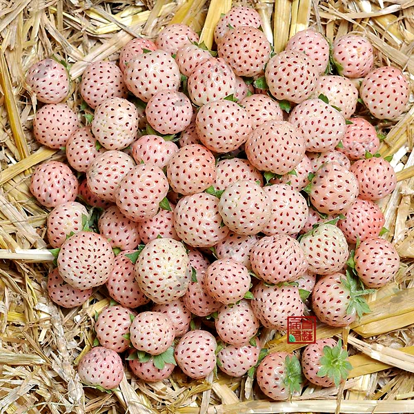菠萝莓图片大全大图,好吃好看的白草莓