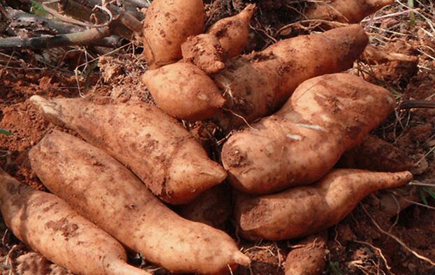 云南雪莲果图片大全大图,好吃的天山雪莲果