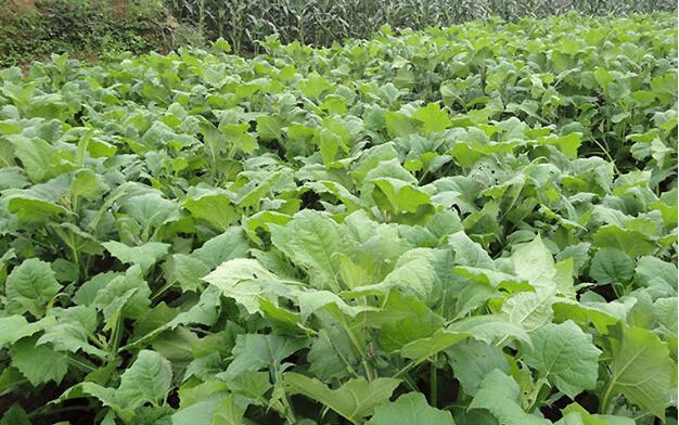 云南雪莲果图片大全大图,好吃的天山雪莲果