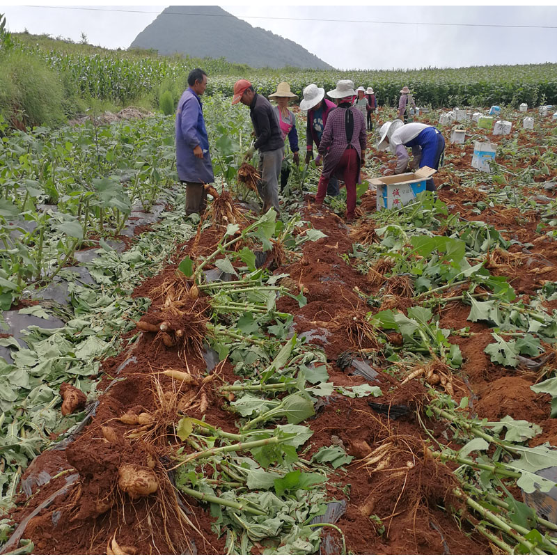 雪莲果图片大全大图,孕妇可食用的雪莲果