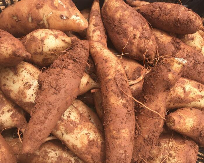 雪莲果图片大全大图,孕妇可食用的雪莲果