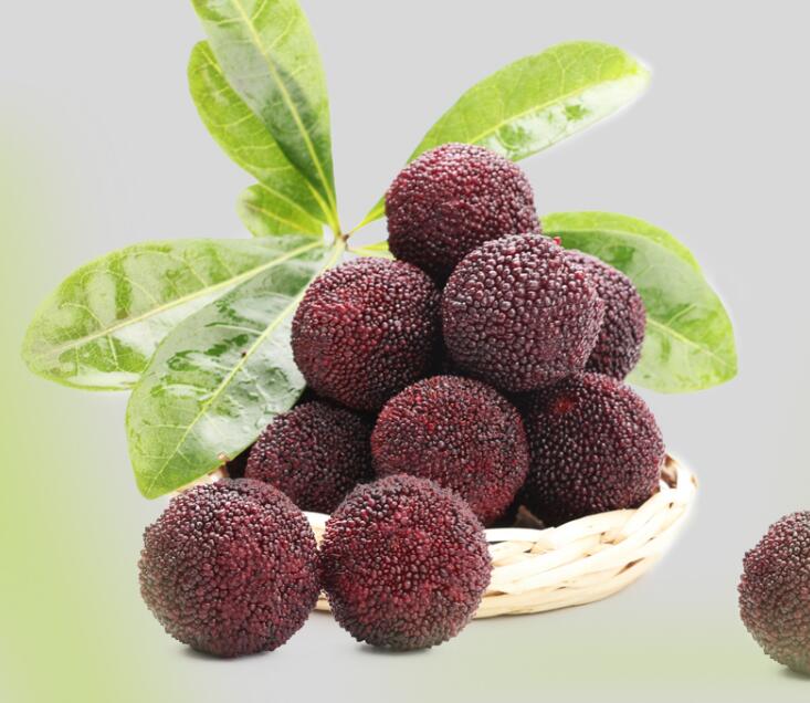 高清杨梅图片大全,颜值高的杨梅图片