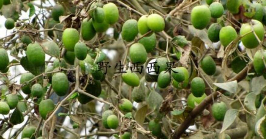 西西果图片大全大图,图片详解西西果是什么