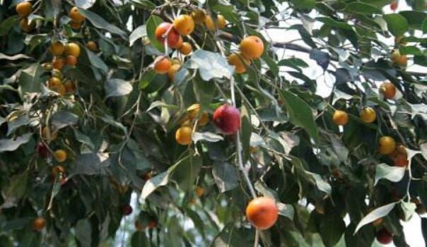 西西果图片大全大图,图片详解西西果是什么