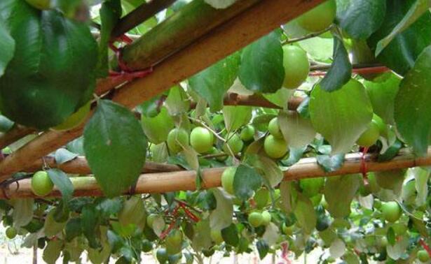 西西果图片大全大图,图片详解西西果是什么